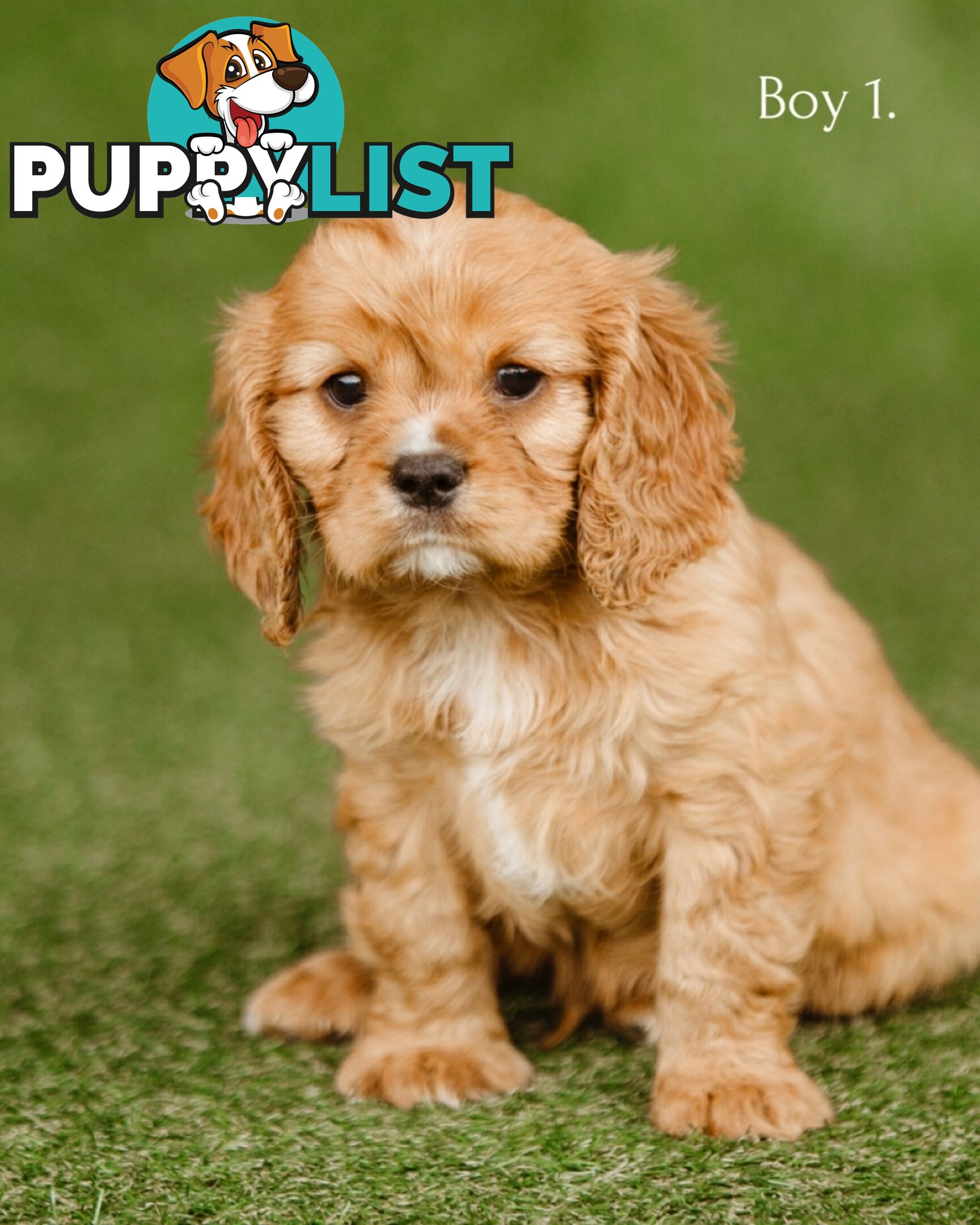 Cavalier King Charles Spaniel Purebred Puppies