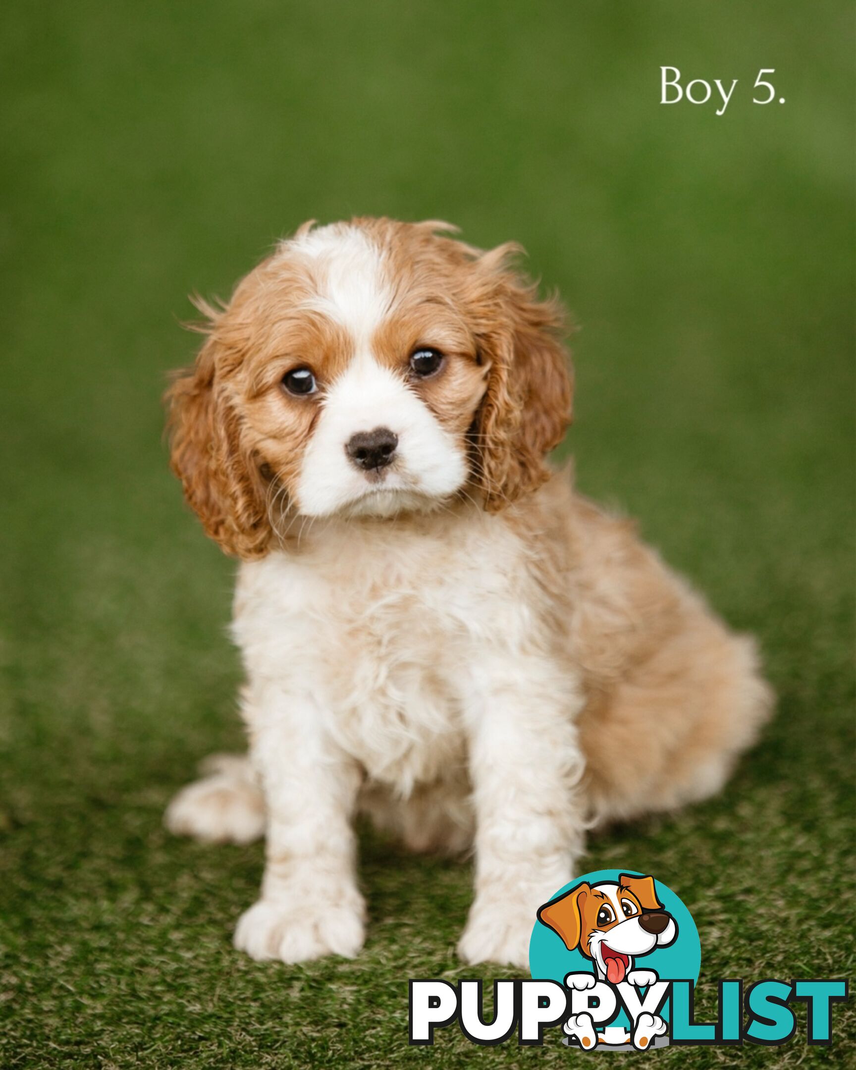 Cavalier King Charles Spaniel Purebred Puppies