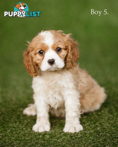 Cavalier King Charles Spaniel Purebred Puppies