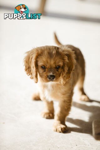 Cavalier King Charles Spaniel Purebred Puppies