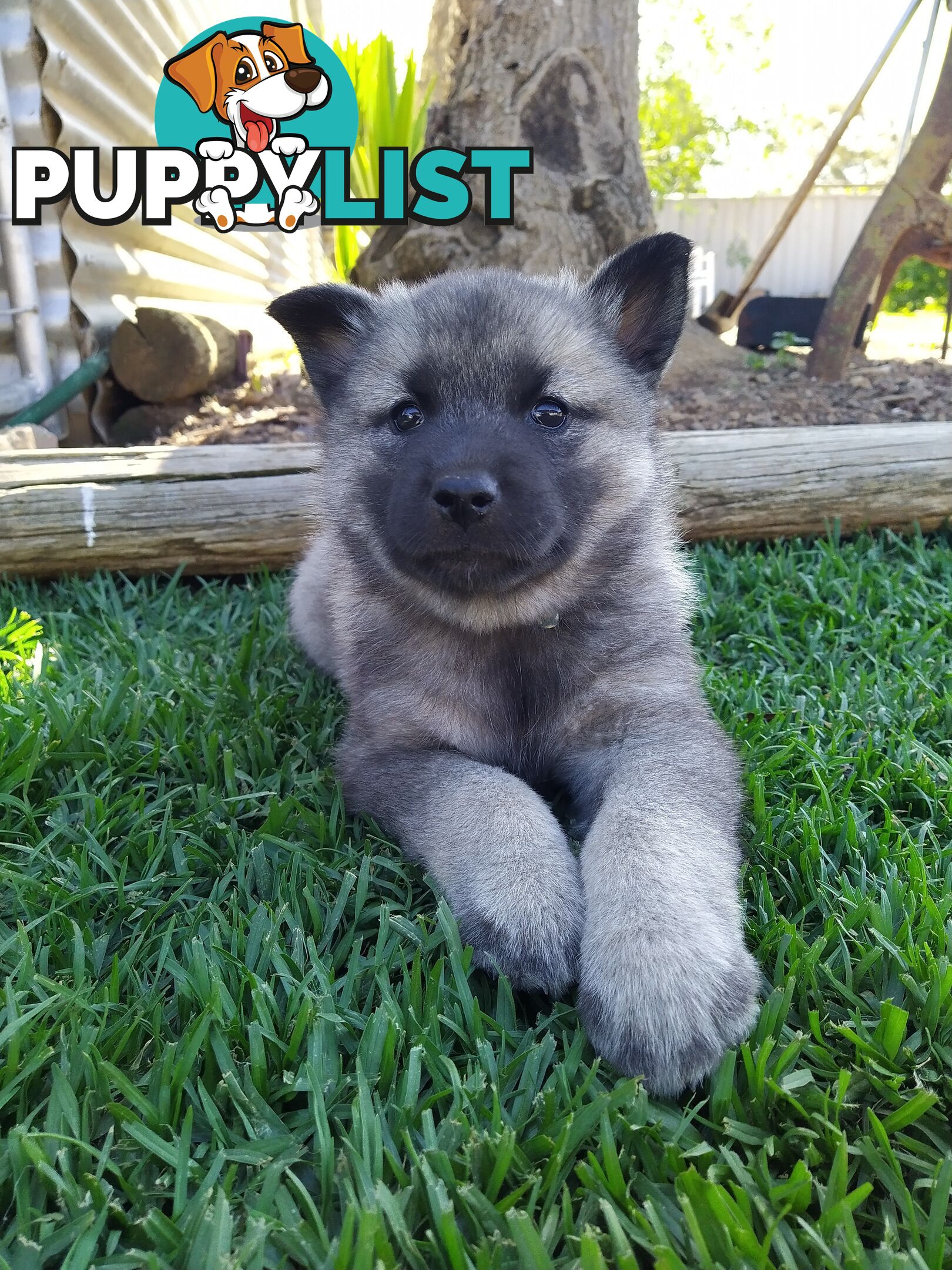 Pedigree Norwegian elkhound