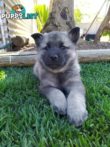 Pedigree Norwegian elkhound