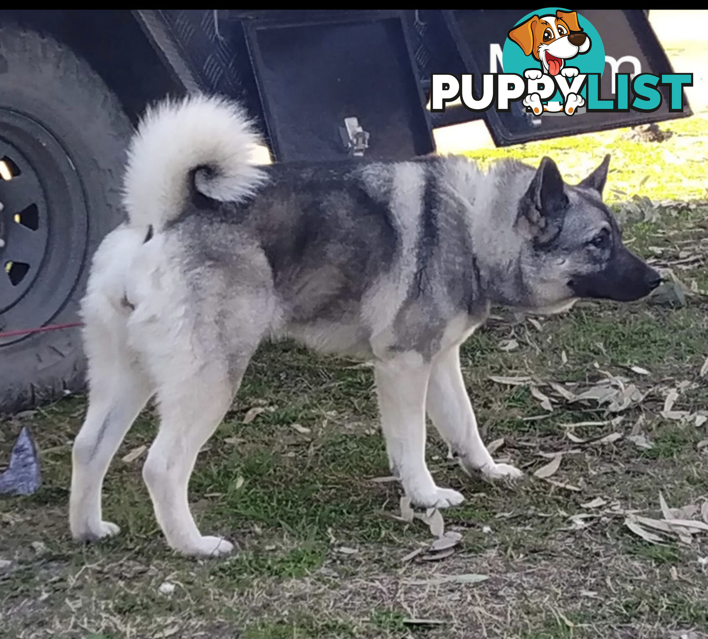 Pedigree Norwegian elkhound