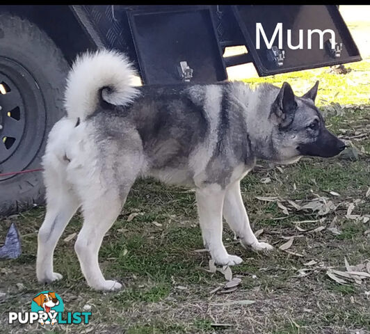 Pedigree Norwegian elkhound