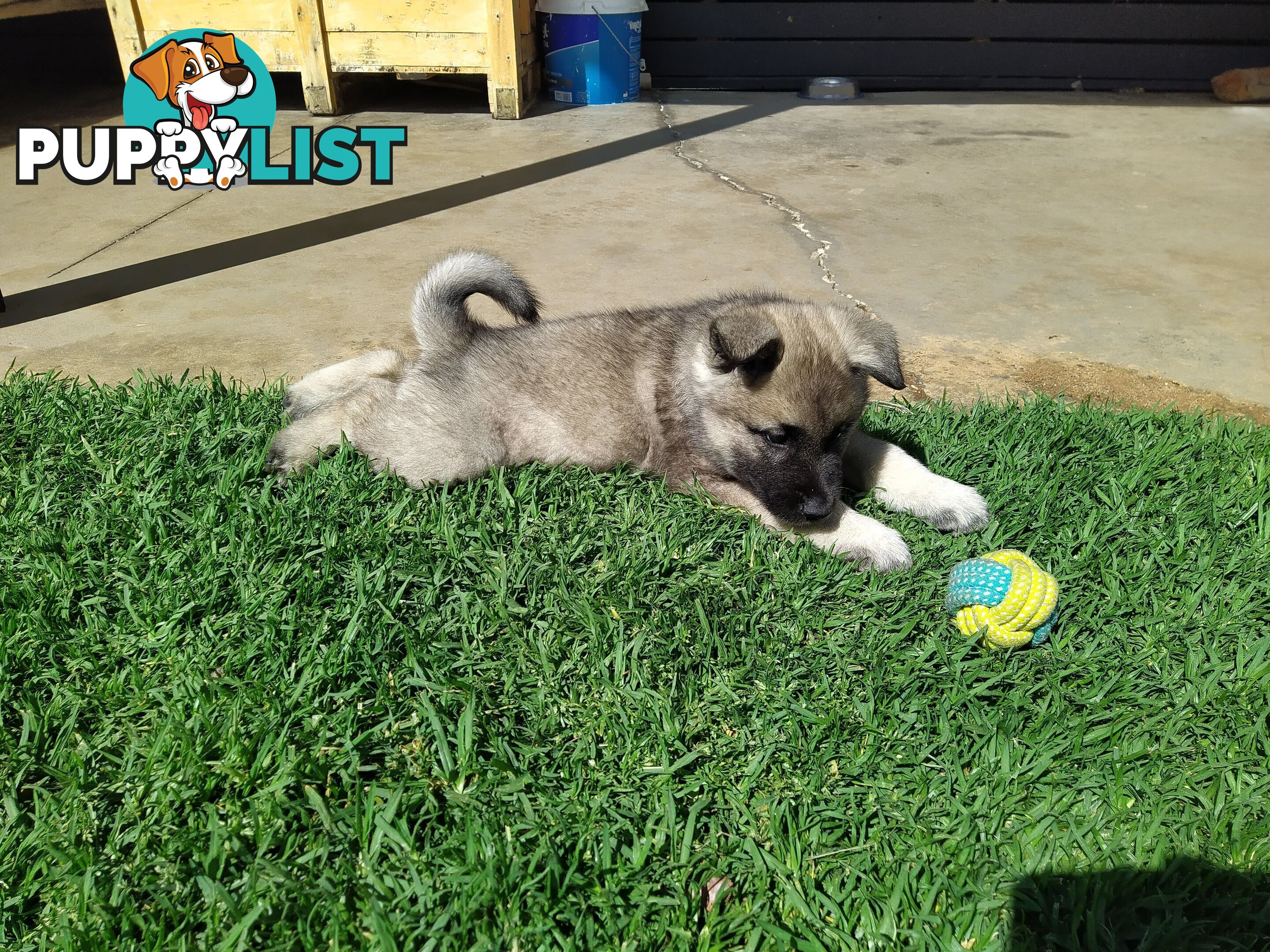 Pedigree Norwegian elkhound