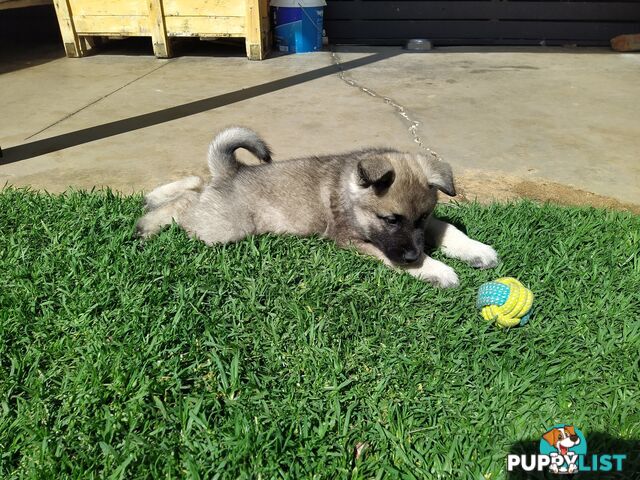 Pedigree Norwegian elkhound