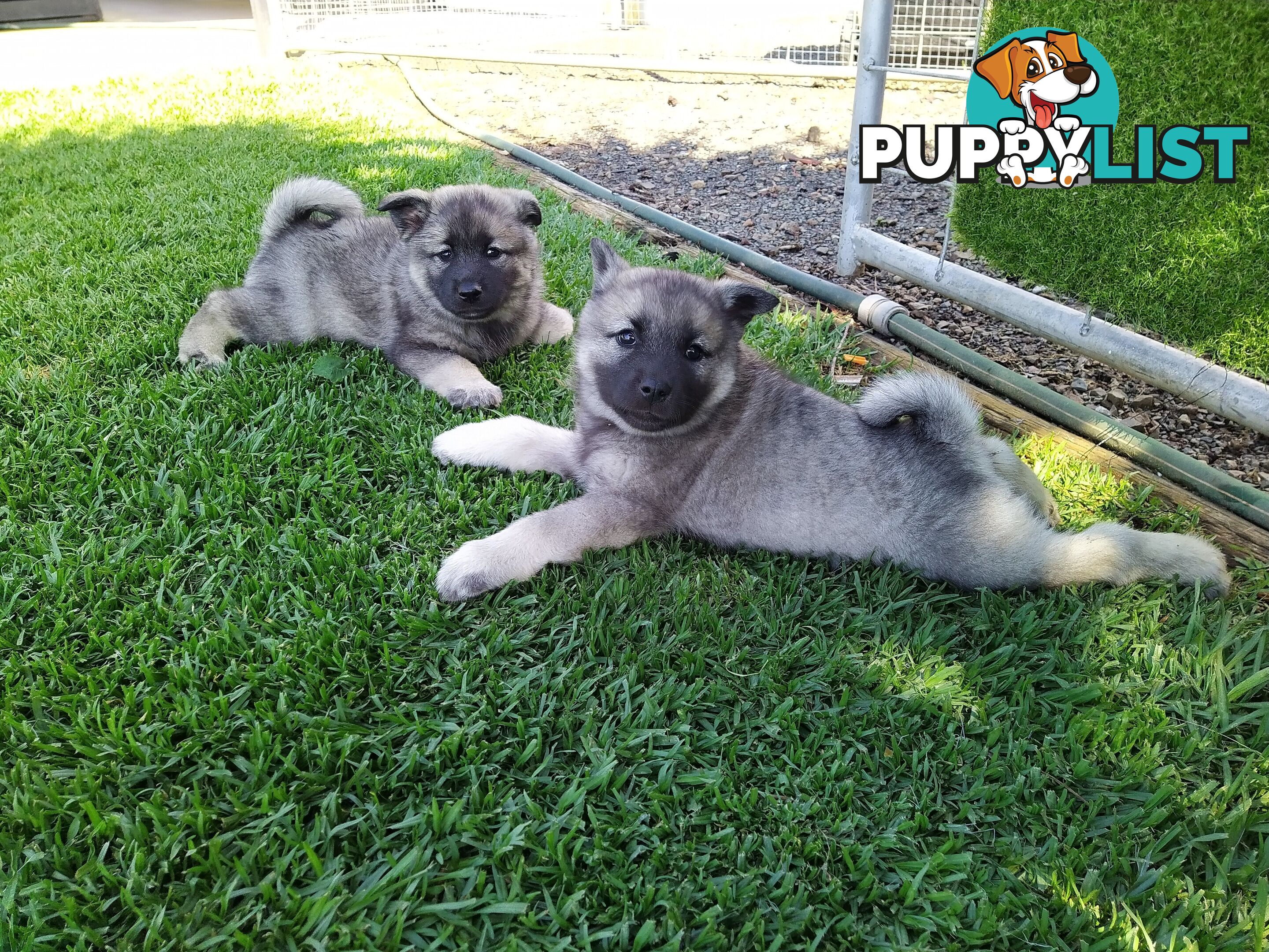 Pedigree Norwegian elkhound