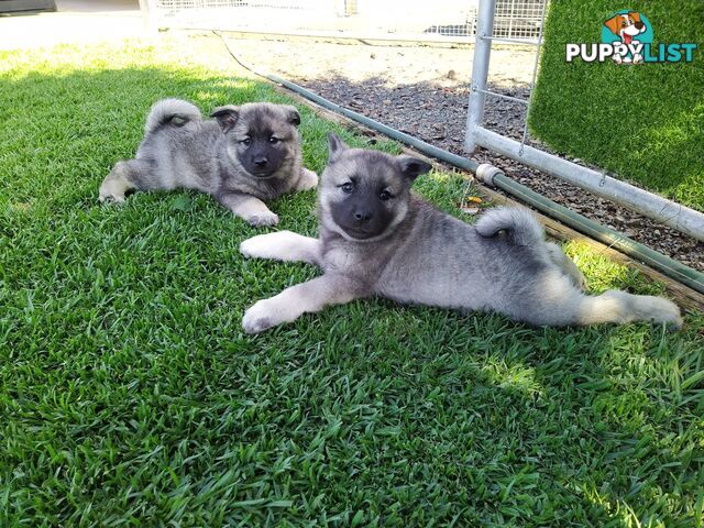 Pedigree Norwegian elkhound