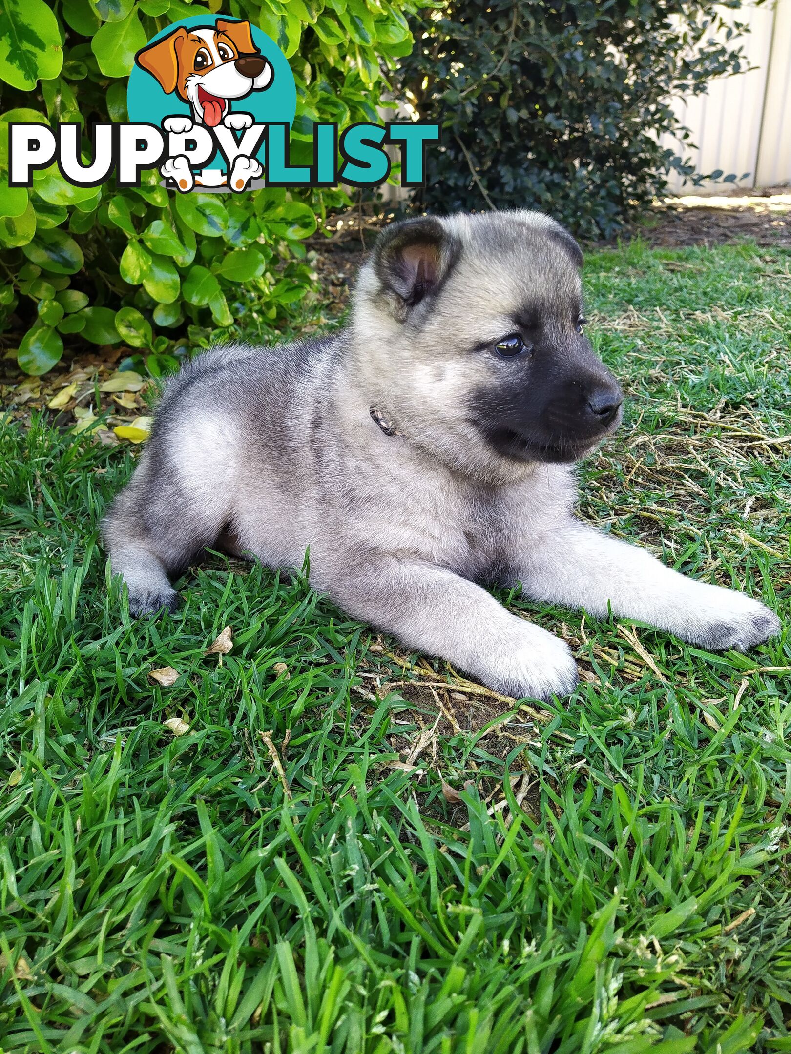 Pedigree Norwegian elkhound