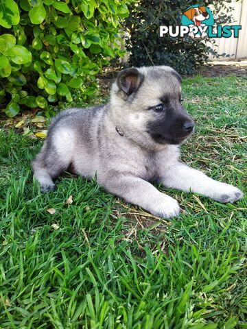 Pedigree Norwegian elkhound