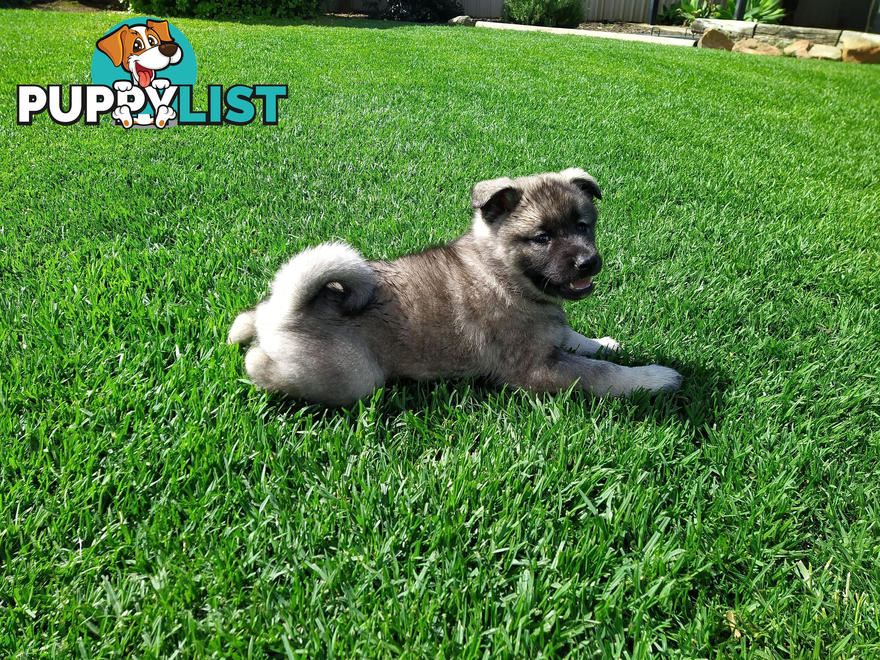 Pedigree Norwegian elkhound