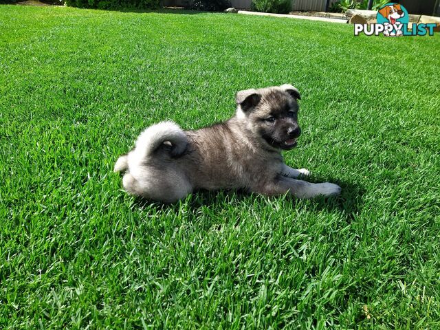 Pedigree Norwegian elkhound