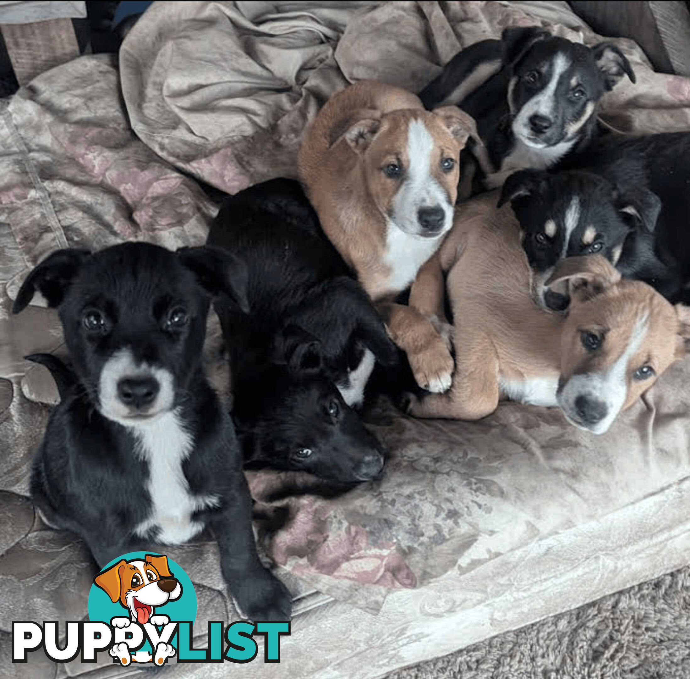 Border Collie x Kelpie Staffy Pups