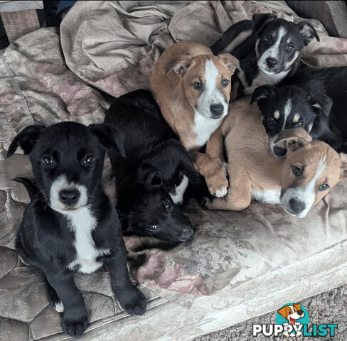 Border Collie x Kelpie Staffy Pups