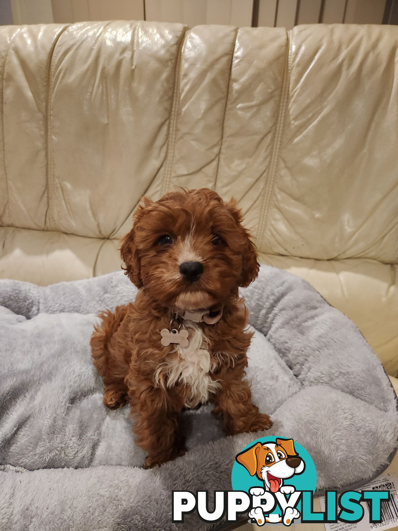 2 Beautiful Cavoodles GIRLS first generation for sale!