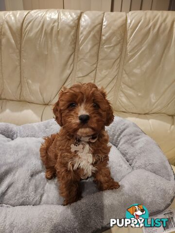 2 Beautiful Cavoodles GIRLS first generation for sale!