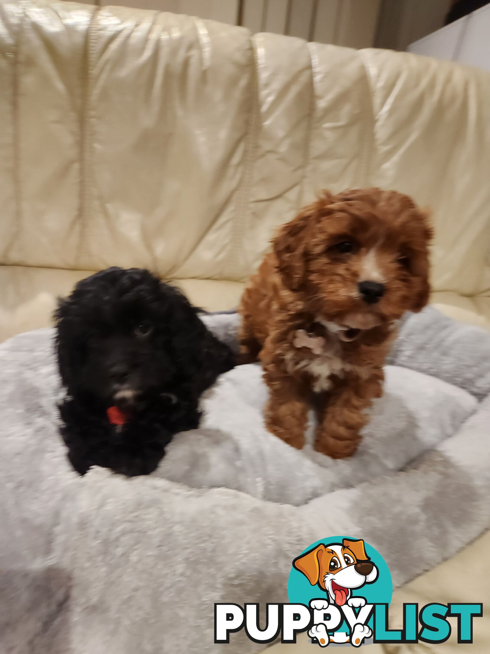2 Beautiful Cavoodles GIRLS first generation for sale!