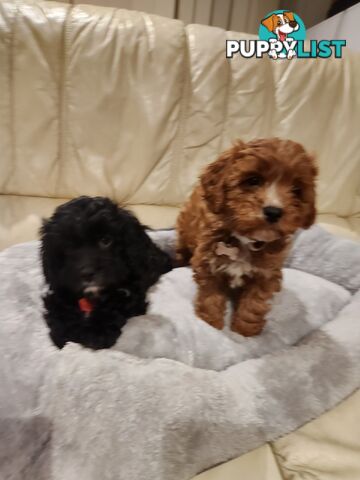 2 Beautiful Cavoodles GIRLS first generation for sale!