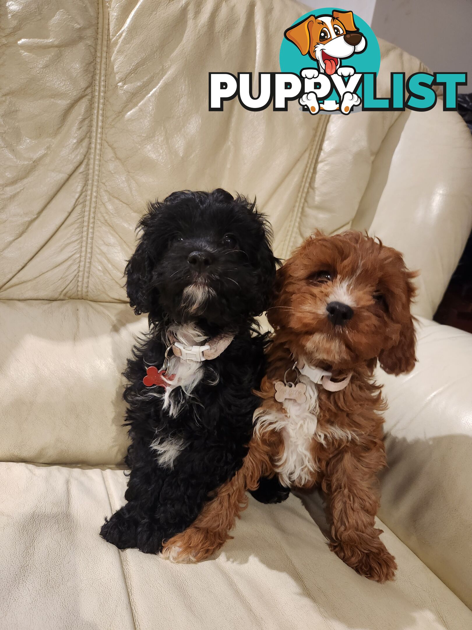 2 Beautiful Cavoodles GIRLS first generation for sale!