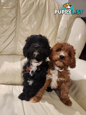 Cavoodles first generation for sale!