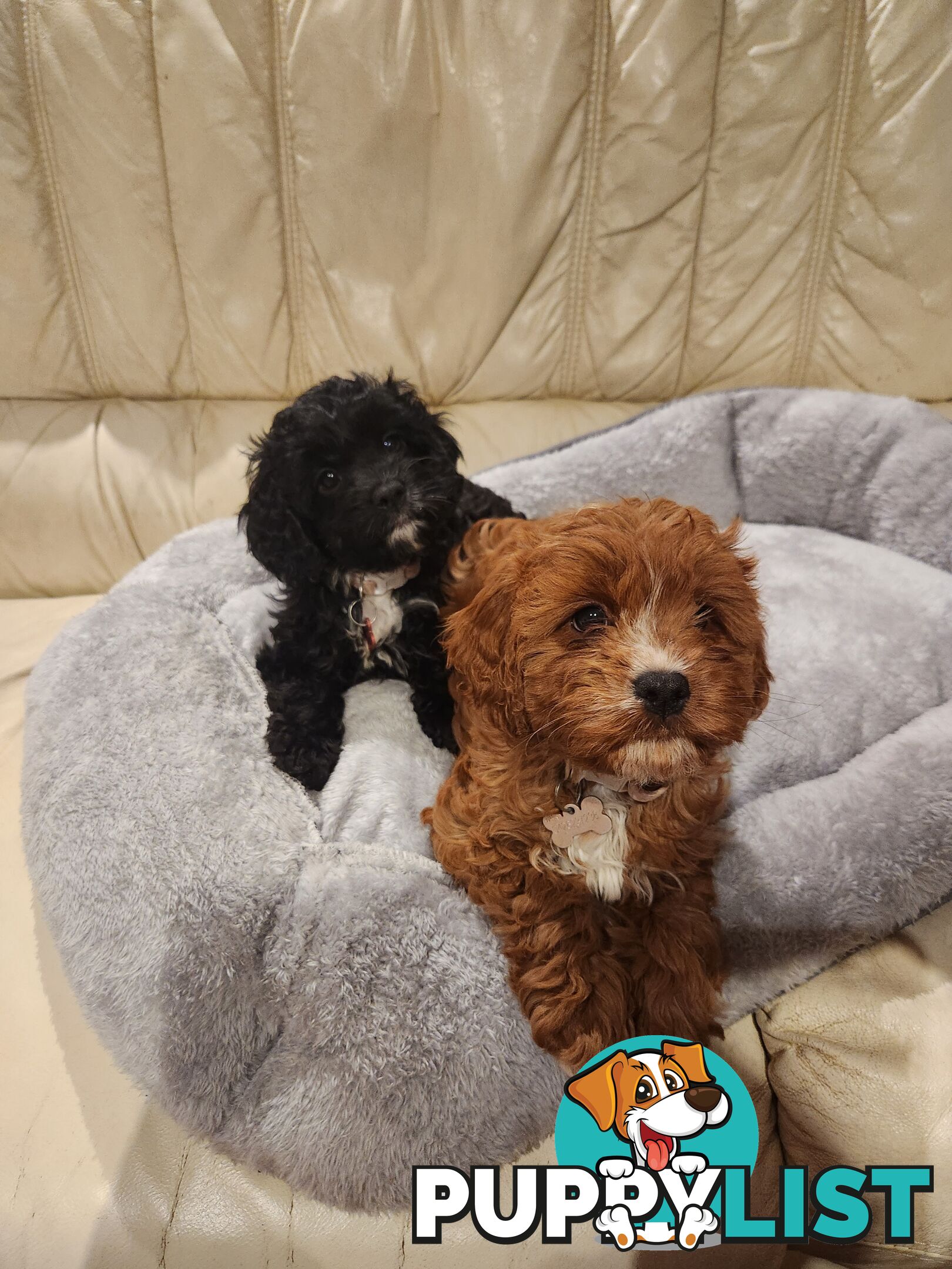 2 Beautiful Cavoodles GIRLS first generation for sale!