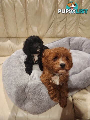 2 Beautiful Cavoodles GIRLS first generation for sale!