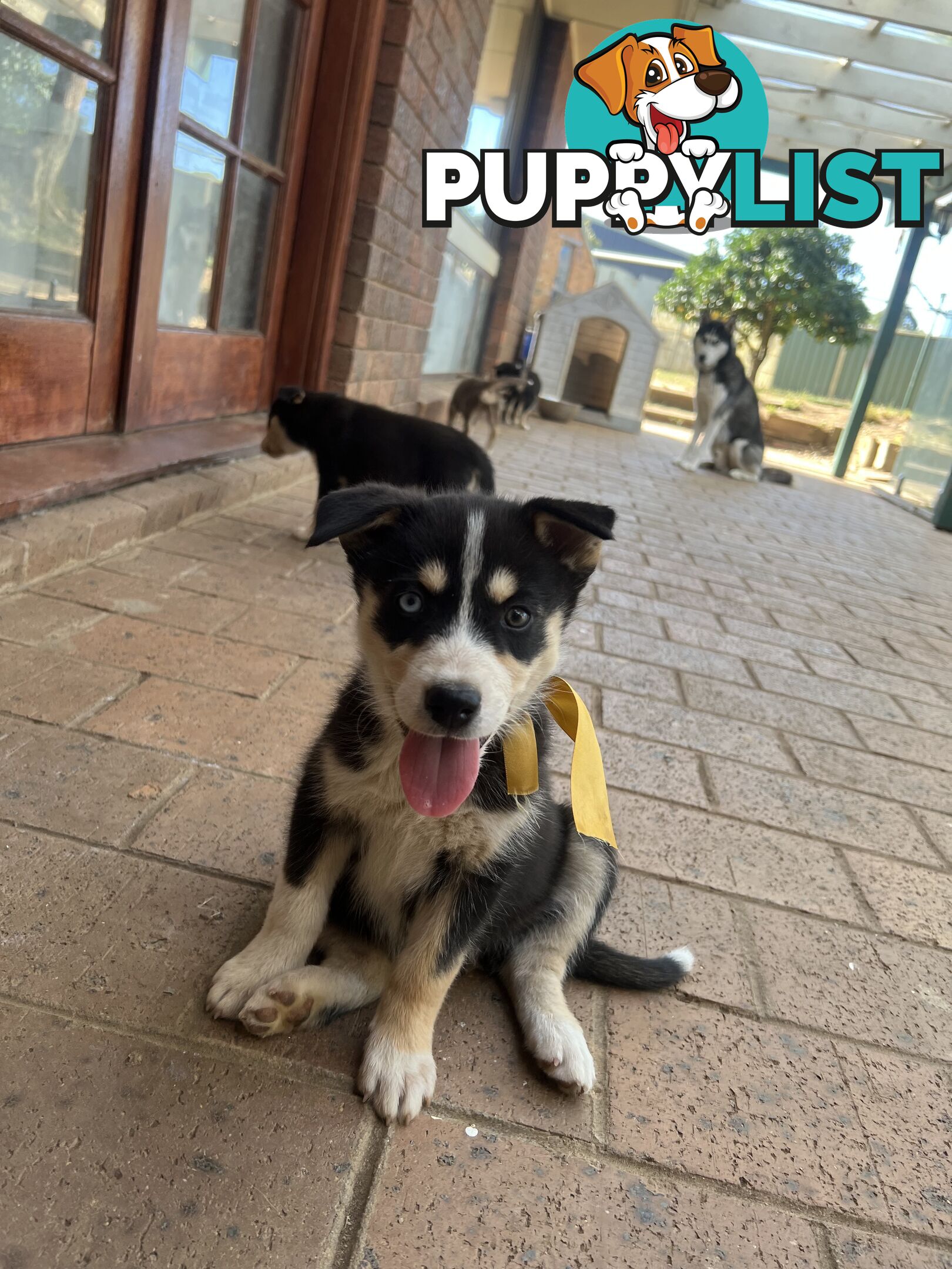 Siberian Husky x Australian Kelpie puppies