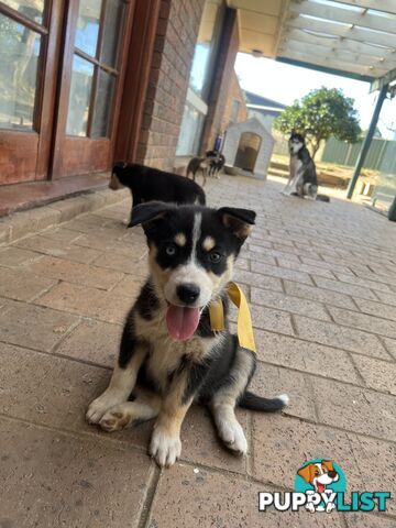 Siberian Husky x Australian Kelpie puppies