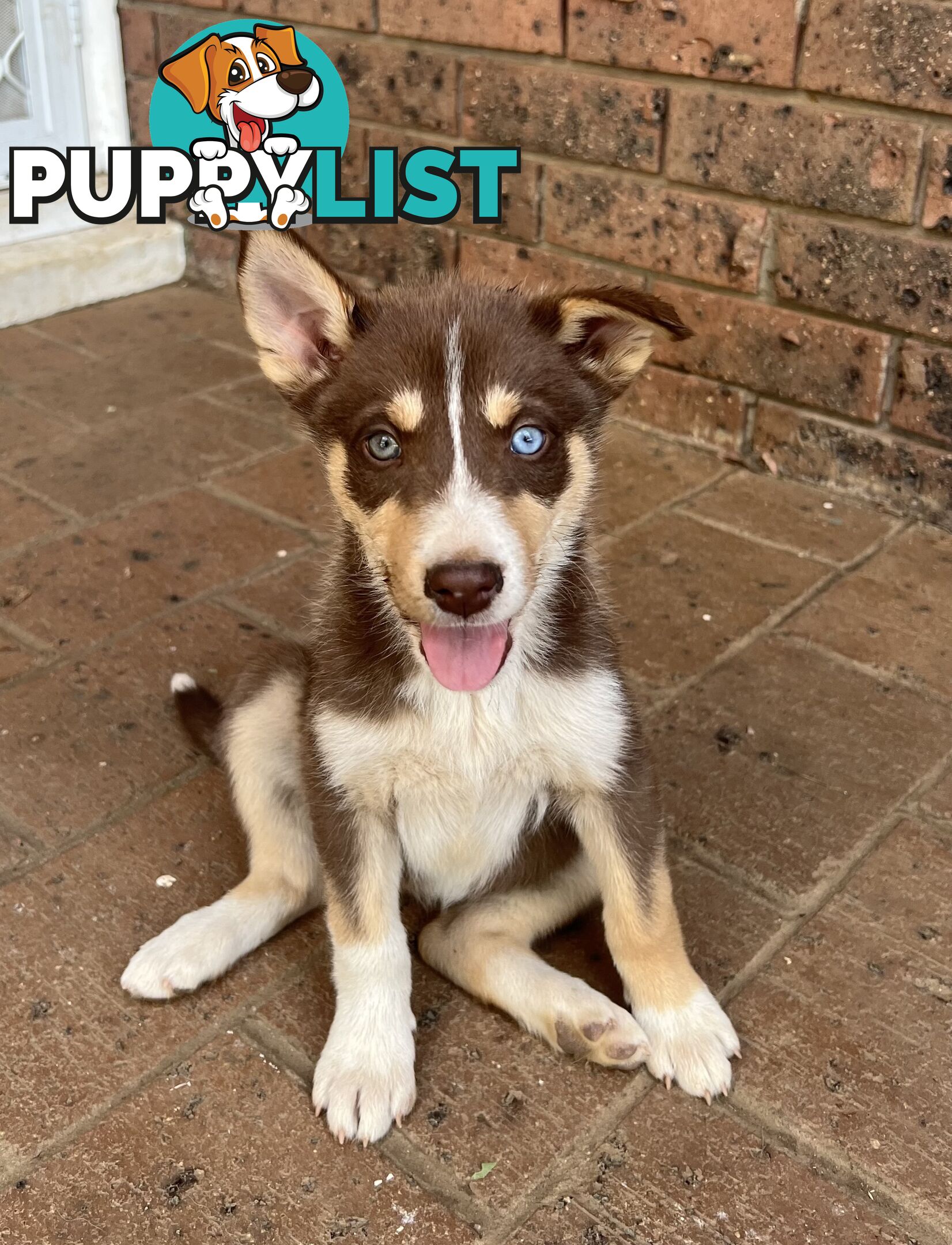 Siberian Husky x Australian Kelpie puppies