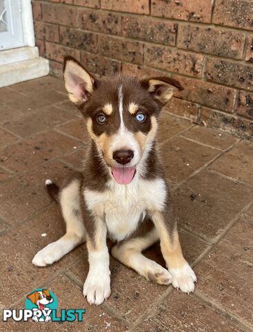 Siberian Husky x Australian Kelpie puppies