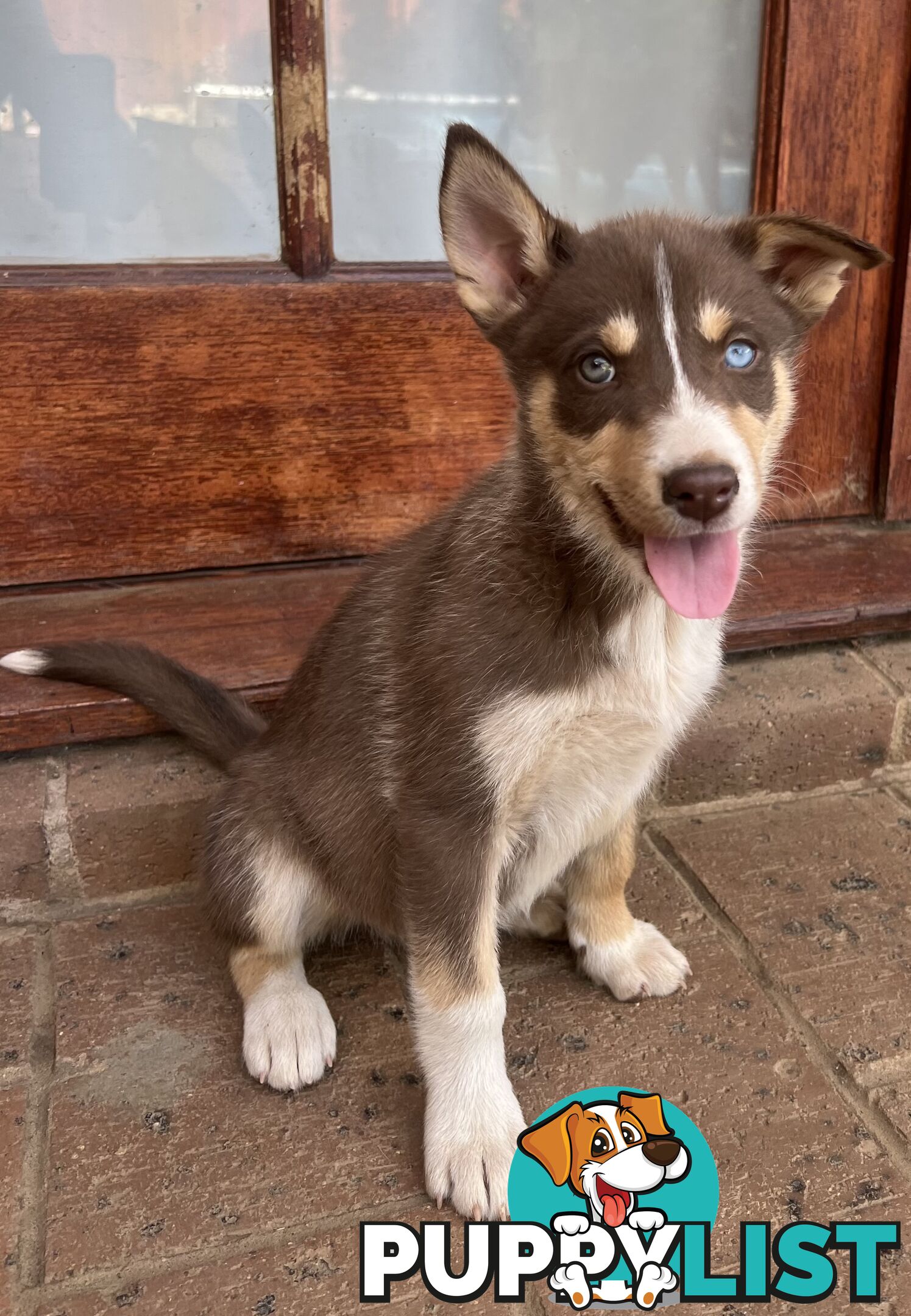 Siberian Husky x Australian Kelpie puppies