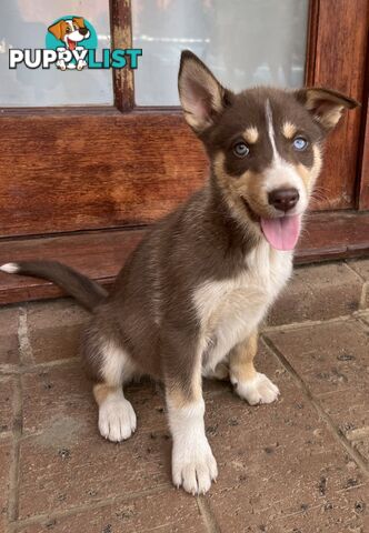 Siberian Husky x Australian Kelpie puppies