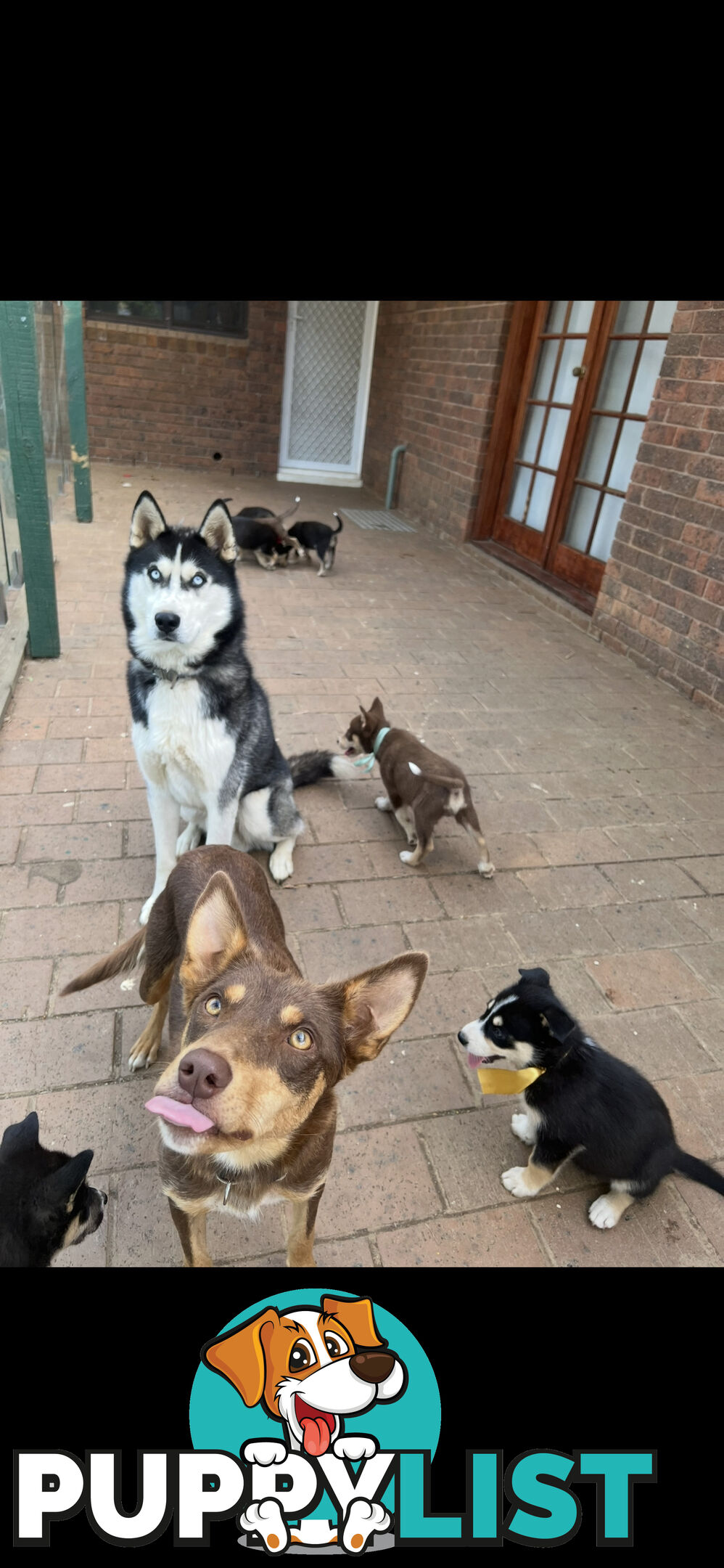 Siberian Husky x Australian Kelpie puppies