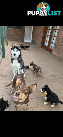 Siberian Husky x Australian Kelpie puppies