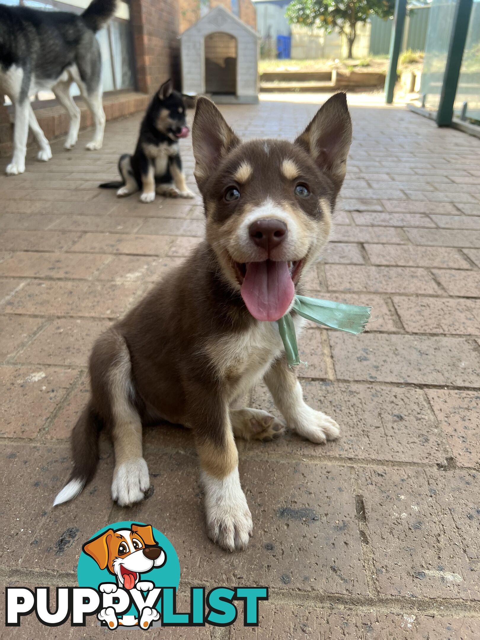 Siberian Husky x Australian Kelpie puppies