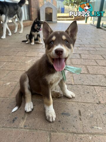 Siberian Husky x Australian Kelpie puppies