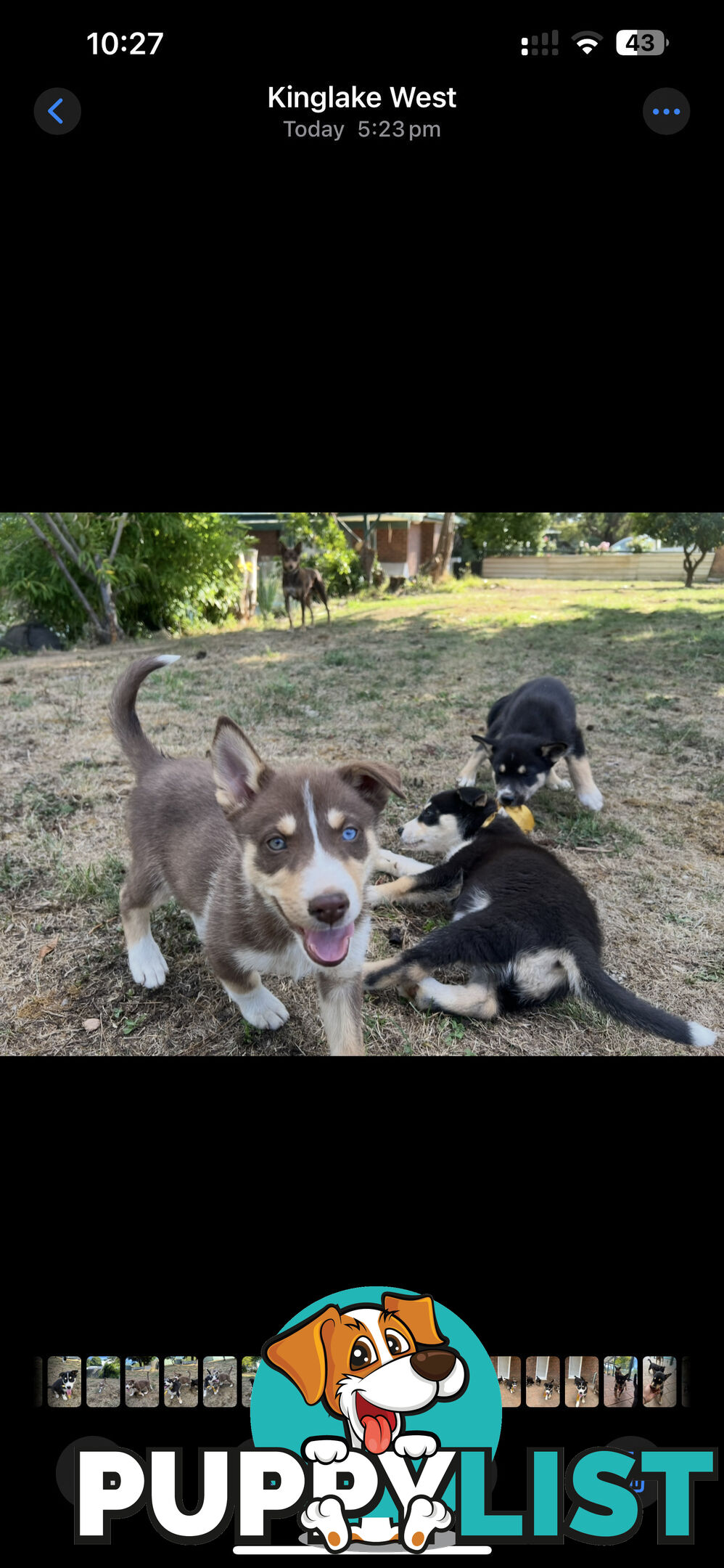 Siberian Husky x Australian Kelpie puppies