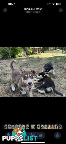 Siberian Husky x Australian Kelpie puppies