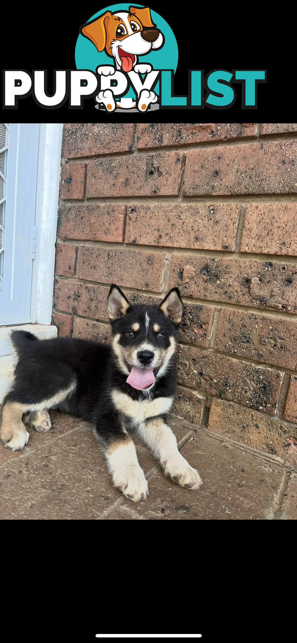 Siberian Husky x Australian Kelpie puppies