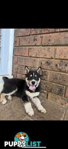 Siberian Husky x Australian Kelpie puppies