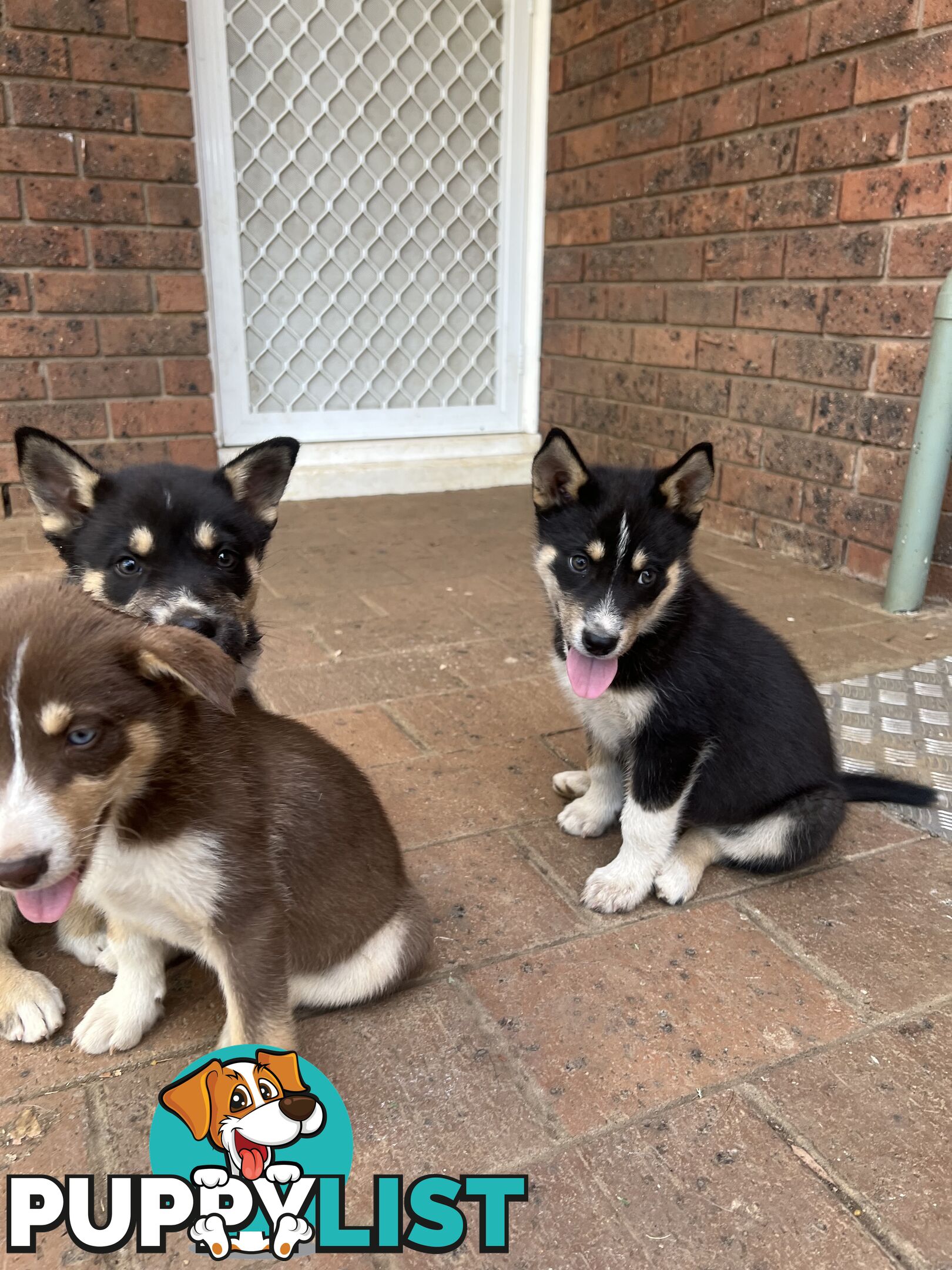 Siberian Husky x Australian Kelpie puppies