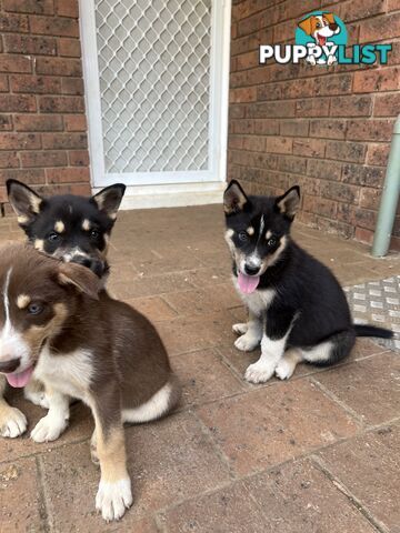 Siberian Husky x Australian Kelpie puppies