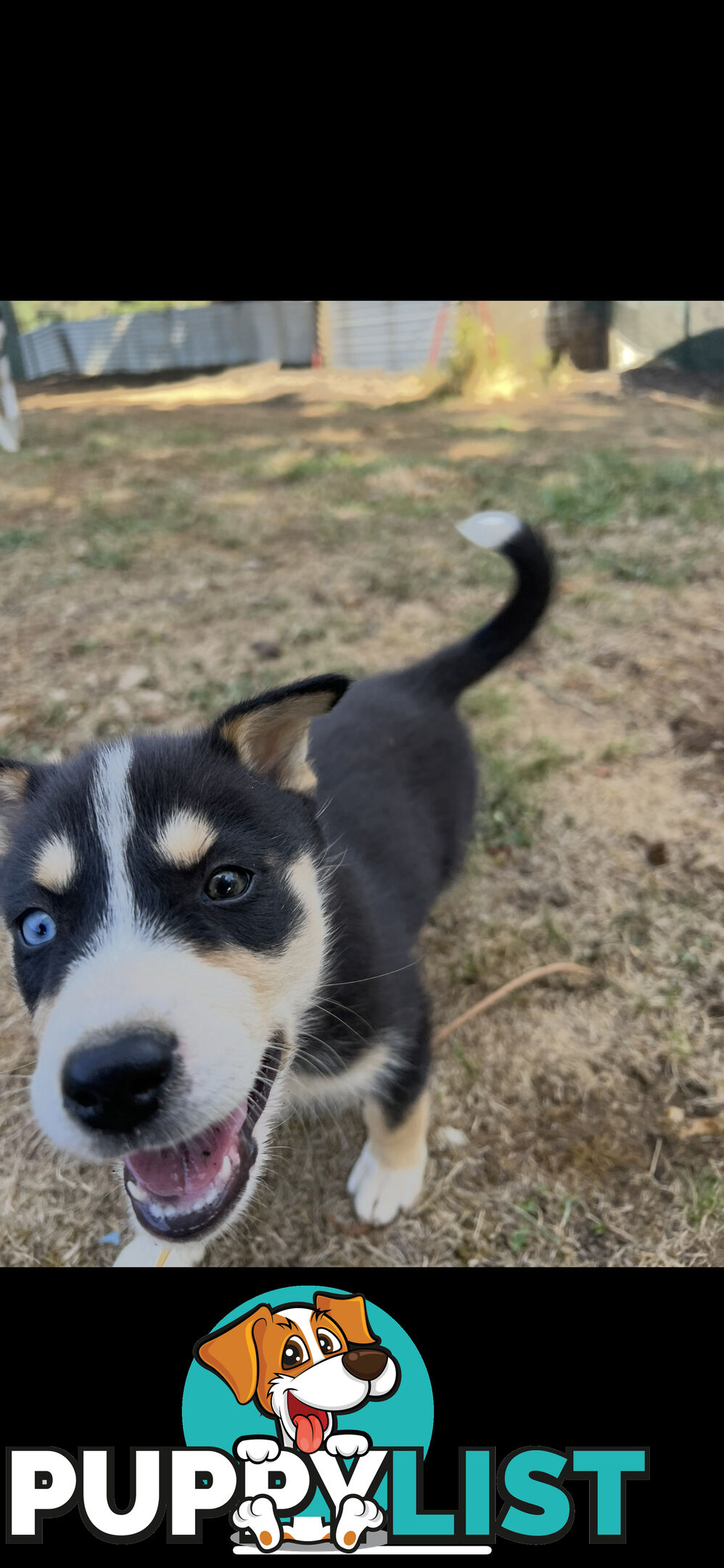 Siberian Husky x Australian Kelpie puppies