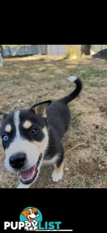 Siberian Husky x Australian Kelpie puppies