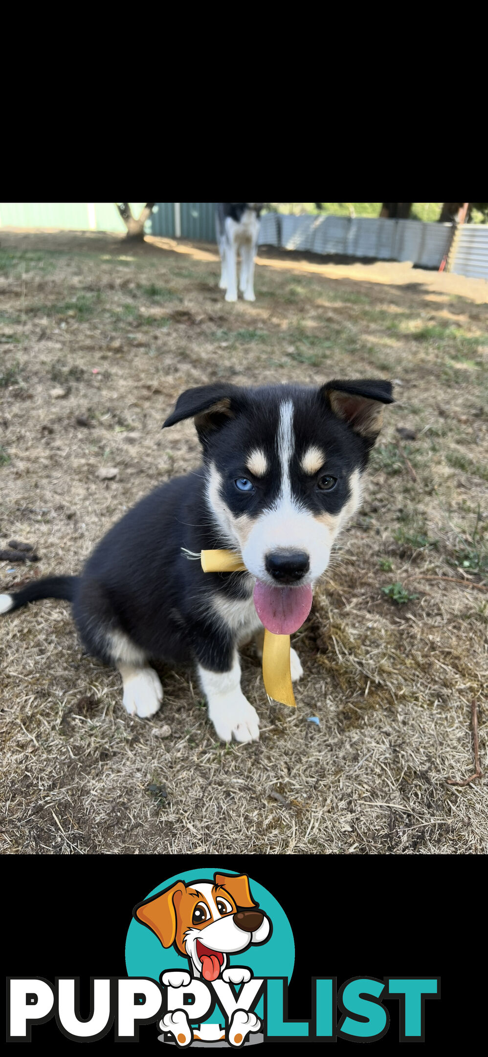 Siberian Husky x Australian Kelpie puppies