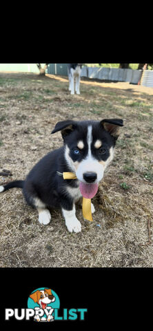 Siberian Husky x Australian Kelpie puppies