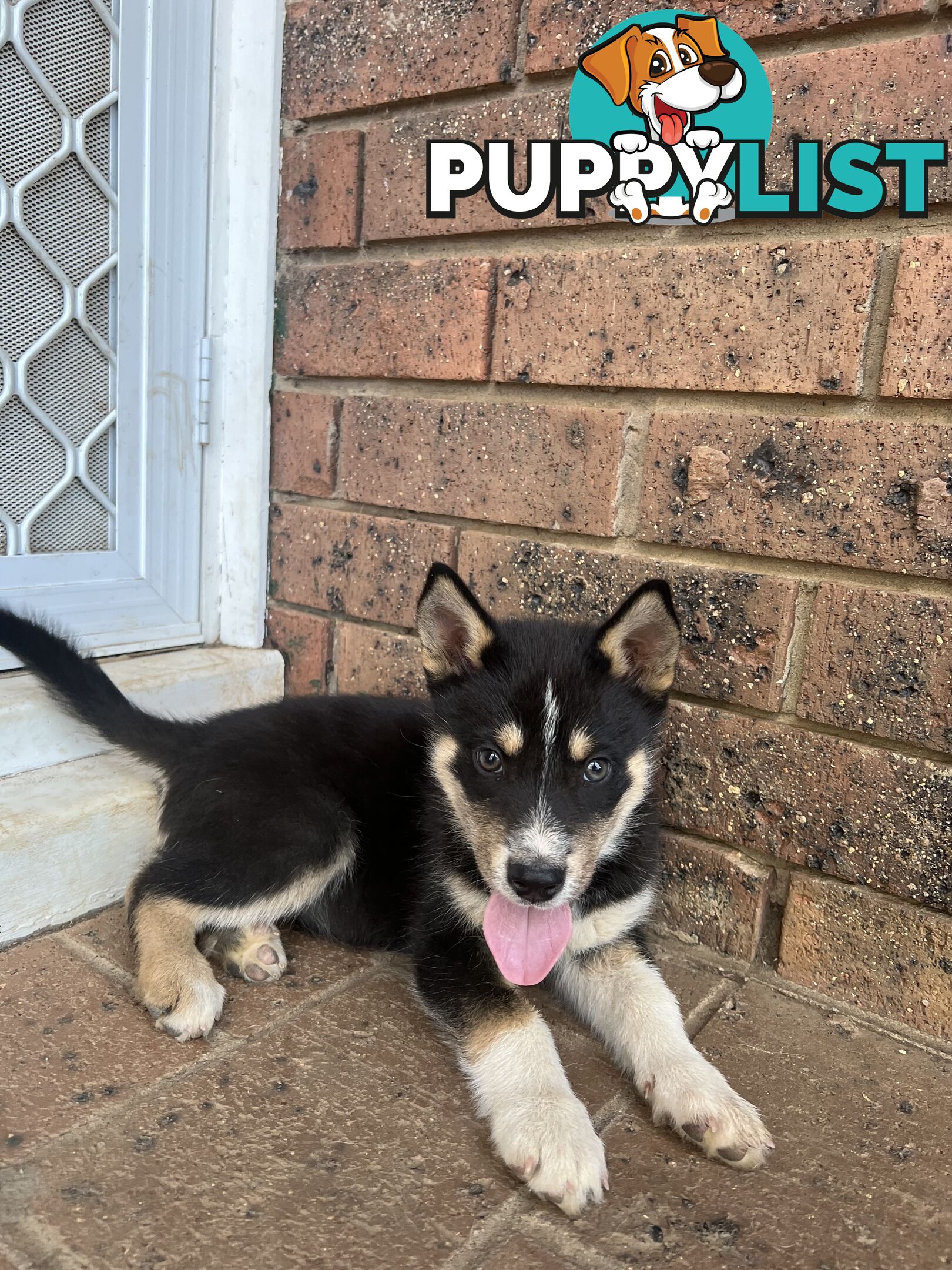 Siberian Husky x Australian Kelpie puppies