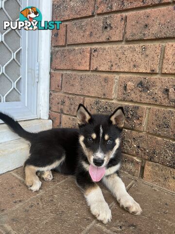 Siberian Husky x Australian Kelpie puppies