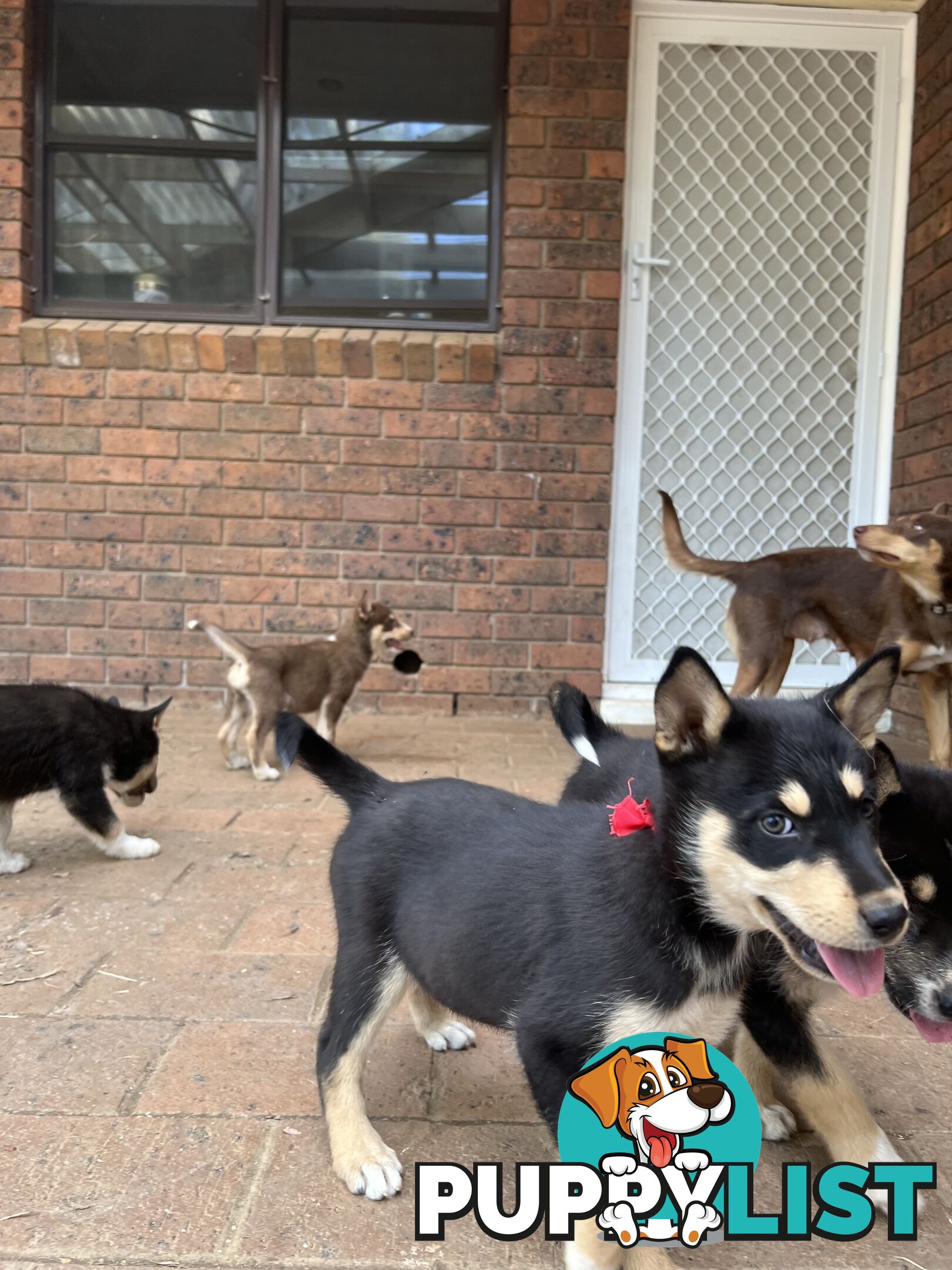 Siberian Husky x Australian Kelpie puppies