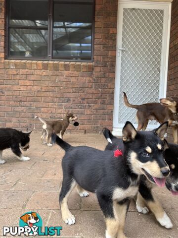 Siberian Husky x Australian Kelpie puppies